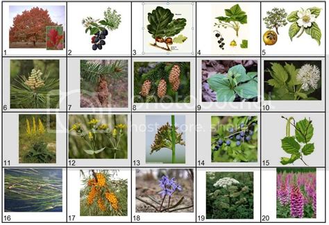 scientific names  plants pictures quiz  eenveandmo