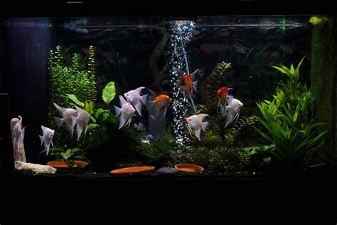 tech planted angelfish tank raquariums