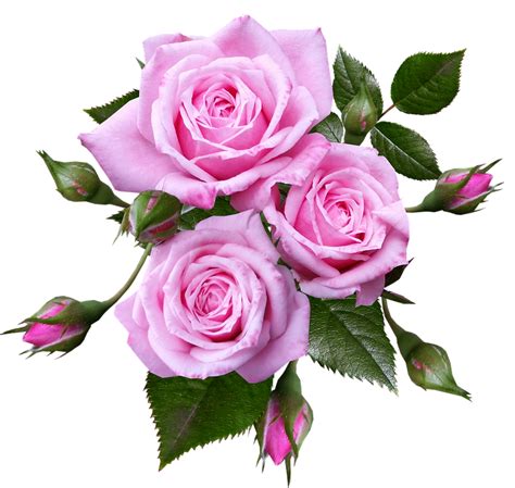 roses miniature flowers  photo  pixabay