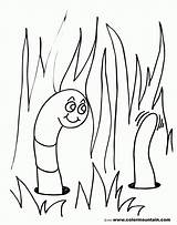 Worm Wurm Worms Ausmalbilder Herman Q1 Coloringhome sketch template