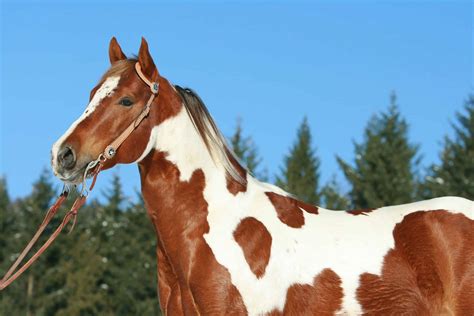 breathtaking images  paint horses