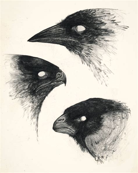 bird heads pencil  paper drawing
