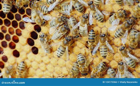 kolonie die van bijen  een bijenkorf werken stock foto image  velen honing