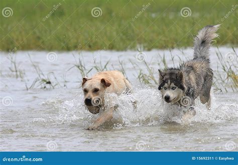 dogs chasing stock image image  black outdoor mammal
