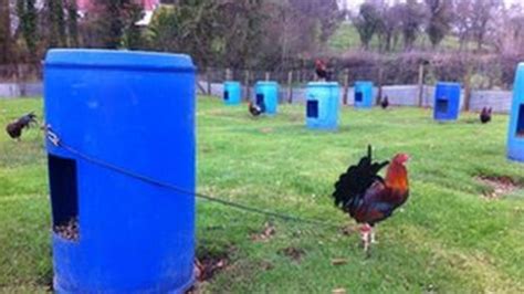 Cock Fighting Investigation Birds Seized In County Fermanagh Bbc News