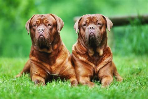 worlds largest dog breeds