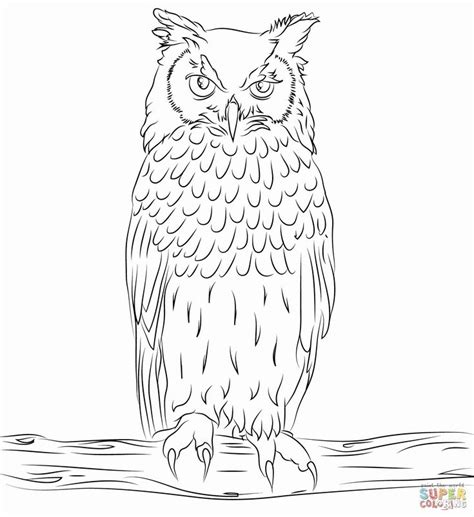 coloring picture   owl elegant  owl  print  coloring
