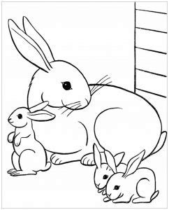 rabbit  printable coloring pages  kids