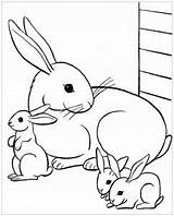 Coloring Rabbit Kids Pages Printable Color Print Animals sketch template