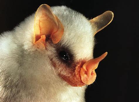 honduran white bat ectophylla alba animaux chauve souris mammiferes