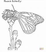 Monarch Butterfly Zum Schmetterling Schmetterlinge Monarca Snap Ausschneiden Malvorlagen Designlooter sketch template