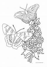 Butterflies Kupu Getdrawings Sketsa Bouquet Bunga Hinggap Kibrispdr Clipartqueen sketch template