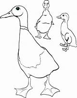 Coloring Duck Ducks Pages Oregon Wood Realistic Mother Ducklings Little Color Getcolorings Printable Shopify sketch template