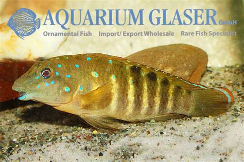 tanganicodus irsacae ikola aquarium glaser gmbh