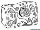 Celula Vegetal Célula Celulas sketch template