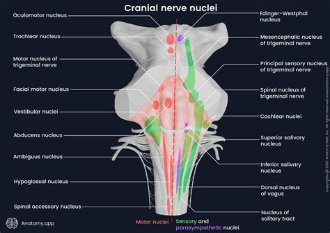 brainstem anatomy cross section