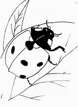 Ladybug Coloring Pages Color Print Printable Life Cycle Lady Bug Bookmark Sheet Drawings Animals Drawing Line Birthdayprintable sketch template