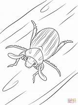 Coloring Pages Beetle June Insects Bug Scarab Printable Beetles Drawing Getdrawings Lined Ten sketch template