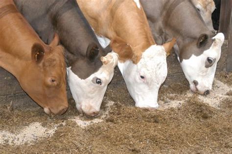 cattle feed manufacturer  panchkula