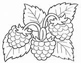 Himbeere Berries Colorear Himbeeren Ausmalen Frucht Fruteros Bordar Verduras Repujado Preescolar Servilletas Navidad sketch template