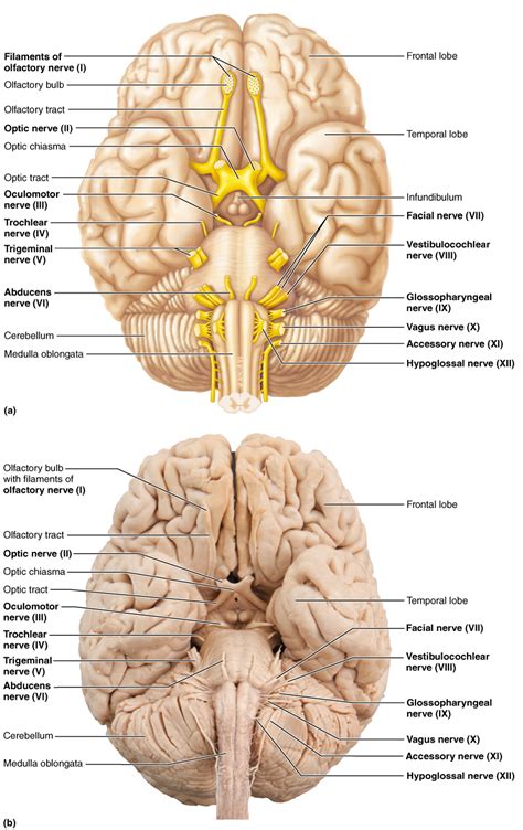 cranial nerves brain anatomy nerve anatomy cranial nerves
