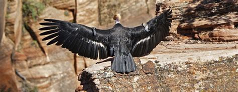 extinct california condor comeback reaches  chicks