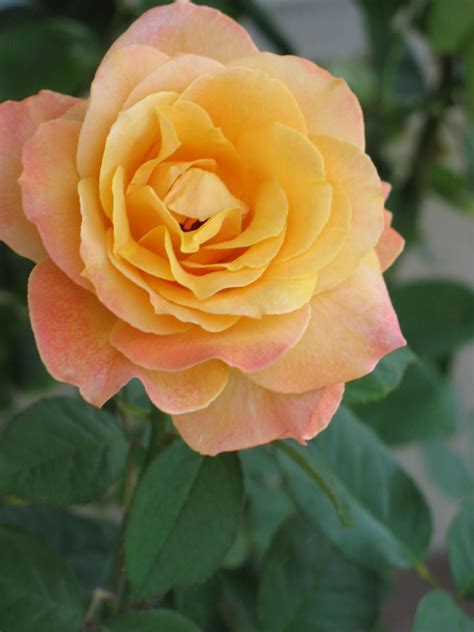strike  rich rose  fragrance   impressive   color