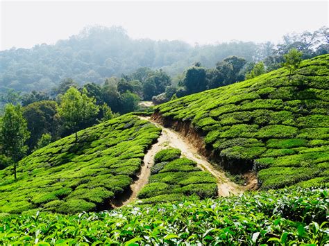 Munnar The Kashmir Of South India Takeoutbest