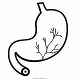 Stomach Human Digestion Coloring Pages Icon Template Poo Organ Medicine Yummy Sketch sketch template