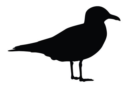 seagull silhouette clip art clip art library