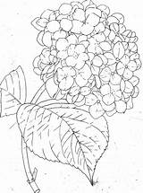 Coloring Hydrangea Drawings 1024px 270kb sketch template