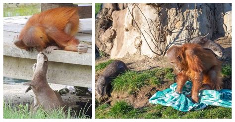 family  orangutans play  otter neighbors  adorable pictures captured  belgium zoo