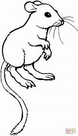 Kangaroo Rato Rata Jerbo Canguro Bigotes Ratas Desierto Canguru sketch template