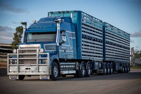 cattle hauling australia cattle trailers livestock branding big