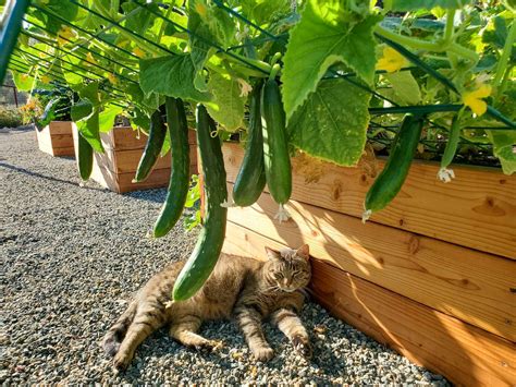 plant cucumbers   tomato plants  practices broadpick
