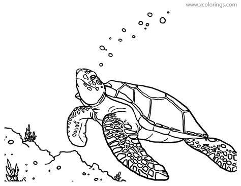 green sea turtle swimming coloring pages xcoloringscom