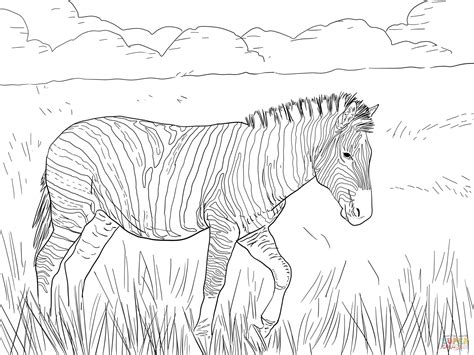 zebra coloring pages  adults thousand    printable