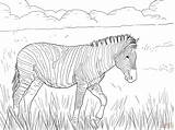 Zebra Kolorowanka Coloring Kolorowanki Supercoloring Ausmalbild Druku Zebras Burchell Passeando Ausmalen Biało Czarne Malvorlagen Plains Zèbre Dzieci sketch template