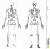Esqueleto Anatomia Posterior Anatomía Links Ossos sketch template