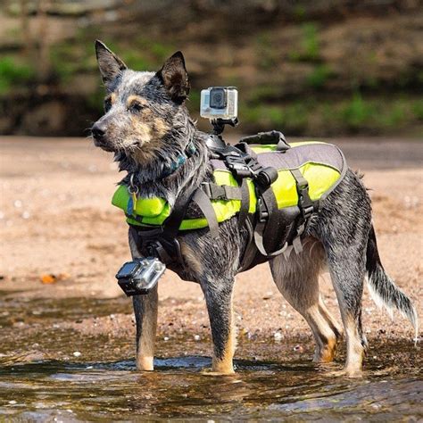 gopro fetch dog harness holycoolnet