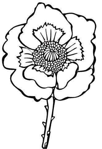 flower poppy coloring page  printable coloring pages