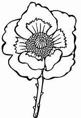Poppy Flower Coloring Pages Drawing Clipart Kids Colouring Poppies Line Supercoloring Easy Sheets Printable Remembrance Color sketch template