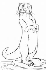 Otter Coloring Pages Drawing Printable Colouring Sea Cute Animal Kids Outline Otters Color Cartoon Getdrawings Drawings Sober Momjunction Animals Toddlers sketch template