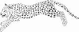 Cheetah Coloring Pages Printable Baby Running Print Clipart Clip Animal Comments Gif Library Results Animals Racing sketch template