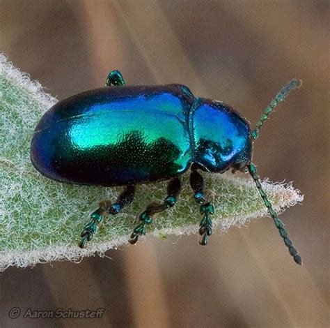 1000 images about tree of life beetles i on pinterest