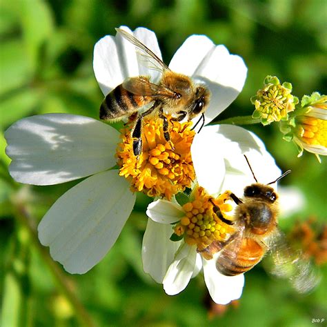 Here Be Bees Wild Honey Bees Have Been Surprisingly