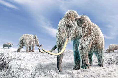 controversial theory  extinction  ice age animals supported