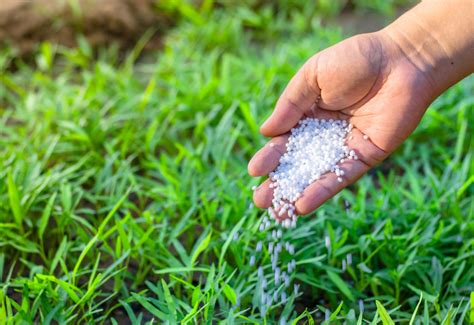 farmer hand giving chemical fertilizer  young plant stewarts lawn