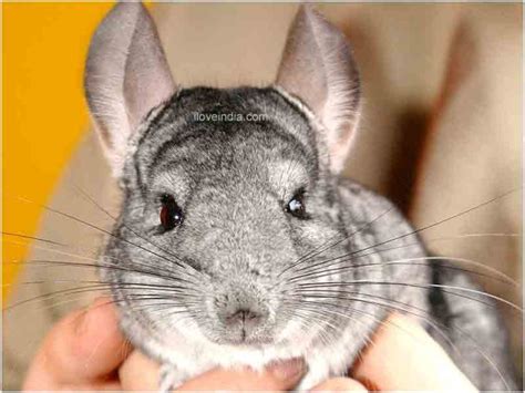 chinchilla facts interesting  amazing information