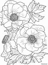 Coloring Pages Flower Adult Book Dover Colorarty Flowers Haven Creative sketch template